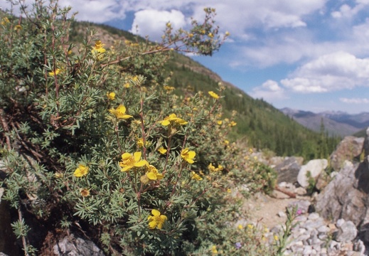 Baker Gulch Trail